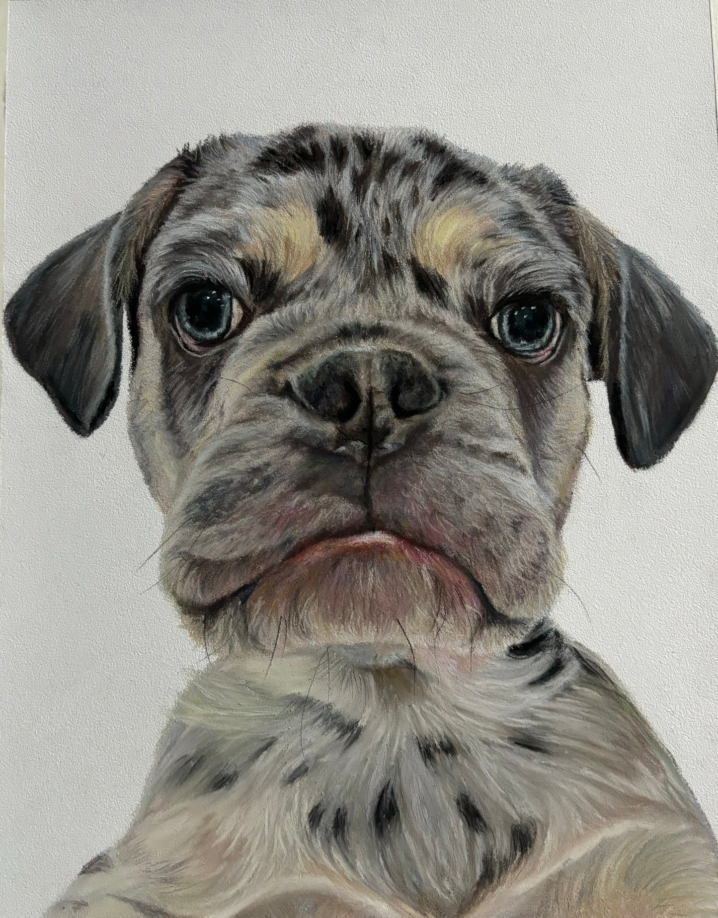 Pet Portrait 12x15cm